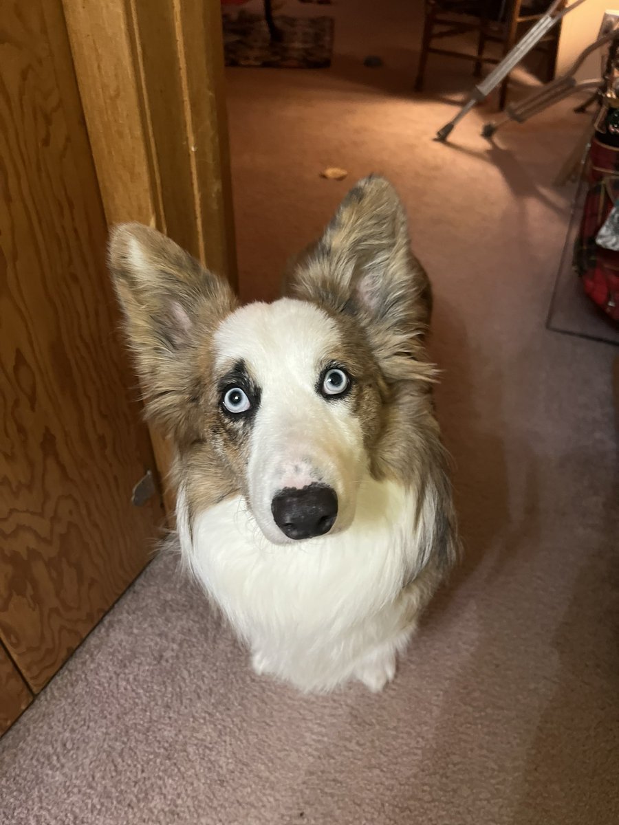 JMSchmidt's tweet image. Today is  #NationalPuppyDay bit around here everyday is Arthur Day!