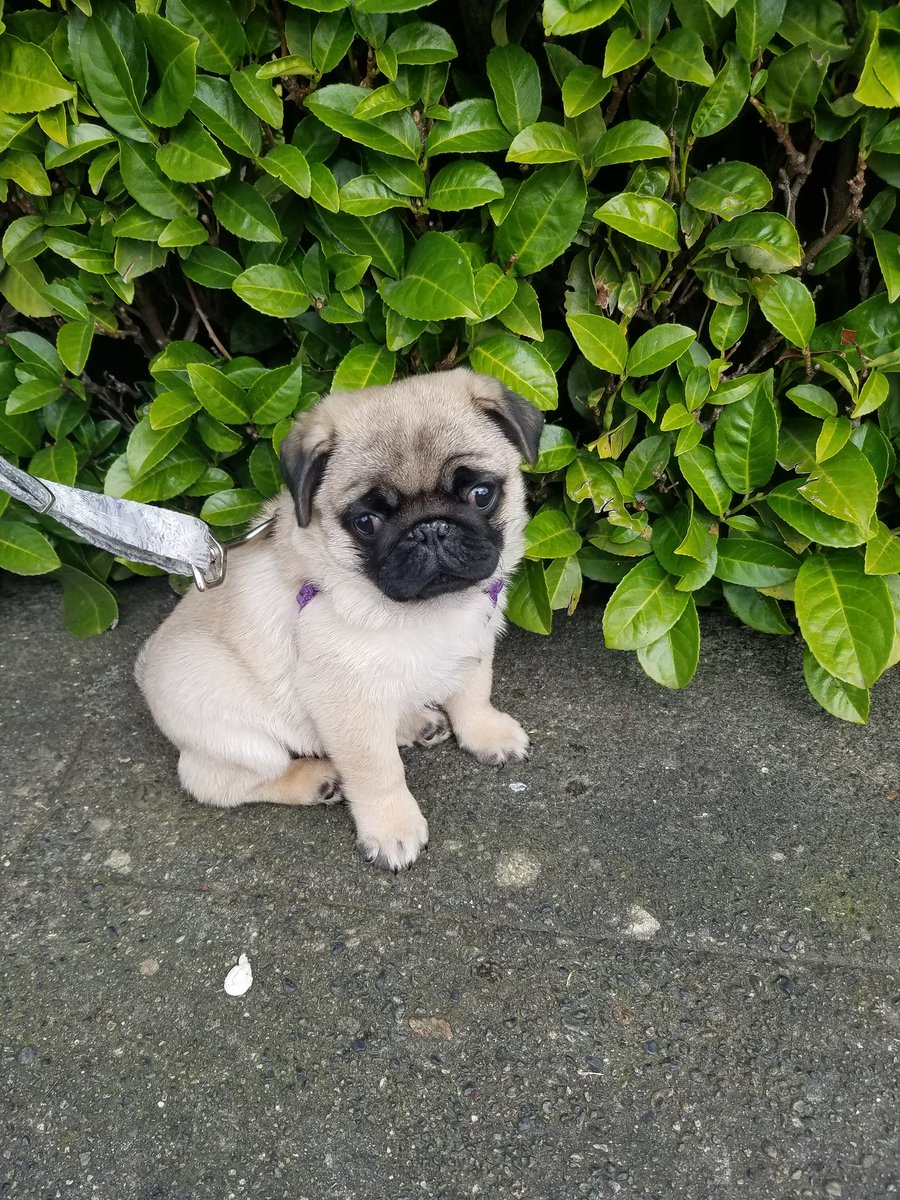 RobynAHusa's tweet photo. @itsdougthepug Porter the pug :) https://t.co/5ba3NEpbVS