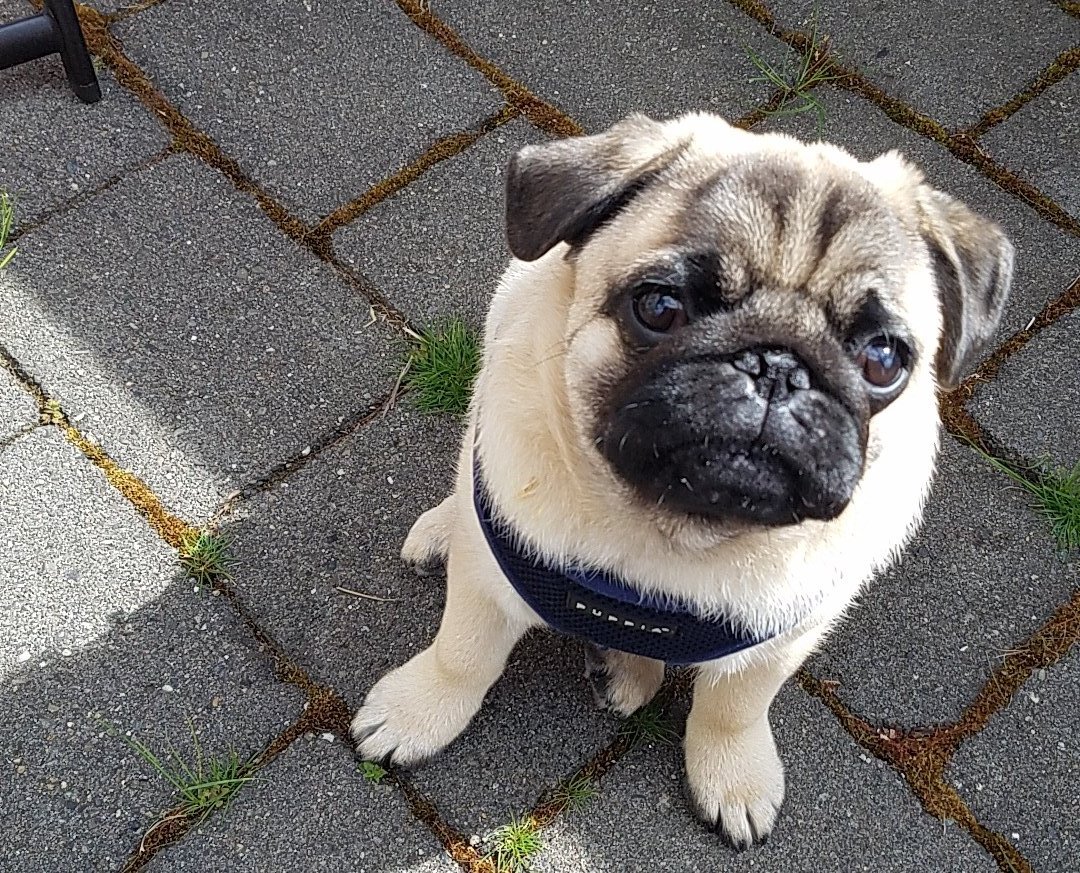 RobynAHusa's tweet photo. @itsdougthepug Porter the pug :) https://t.co/5ba3NEpbVS
