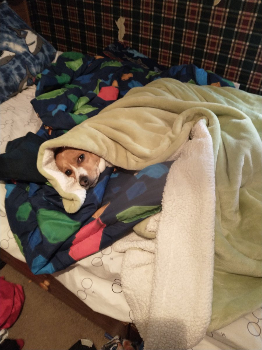 MulveyKate's tweet photo. @dog_rates Hercules feeling the same as Finn! https://t.co/Gpgi77F5Ix