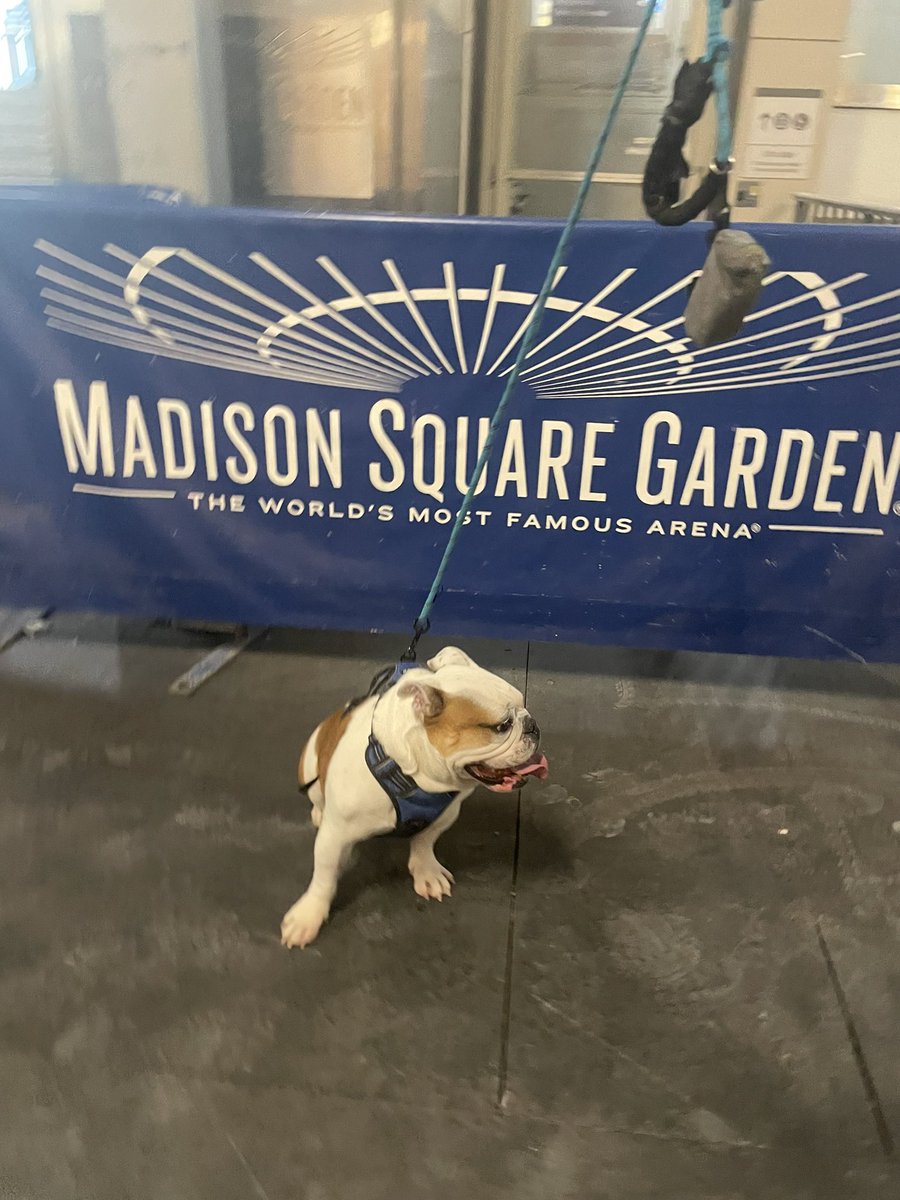 ThaCarterAis2's tweet photo. Our friend works for MSG and needed to borrow Zeus for @PAWPatrolLive at @TheGarden…is he not the most perfect “Rubble”you’ve ever seen? He loved the photoshoot and we love him so much @ReturnOfTheZak @pawpatrol 😍🥰😍 #pawpatrol #rubble #zeusbox https://t.co/44v6wxYptw