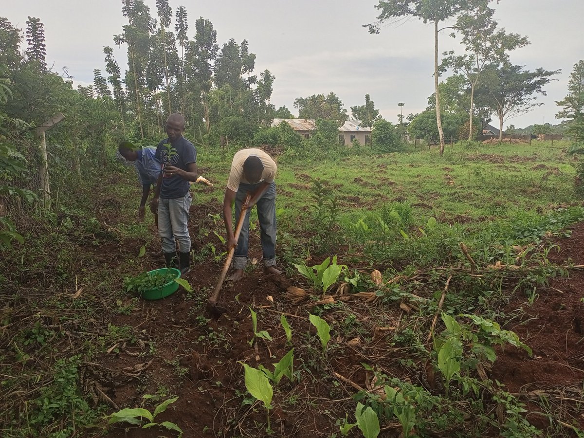 AquaTreeProject's tweet image. Now that the rains are here; we are domig wat we do best; planting #trees! 
@AquaTreeProject project planting trees in Kapeeka Luwero.
#PlantATreeToday
#PlantingAMillionTrees
#SavingLakeVictoria