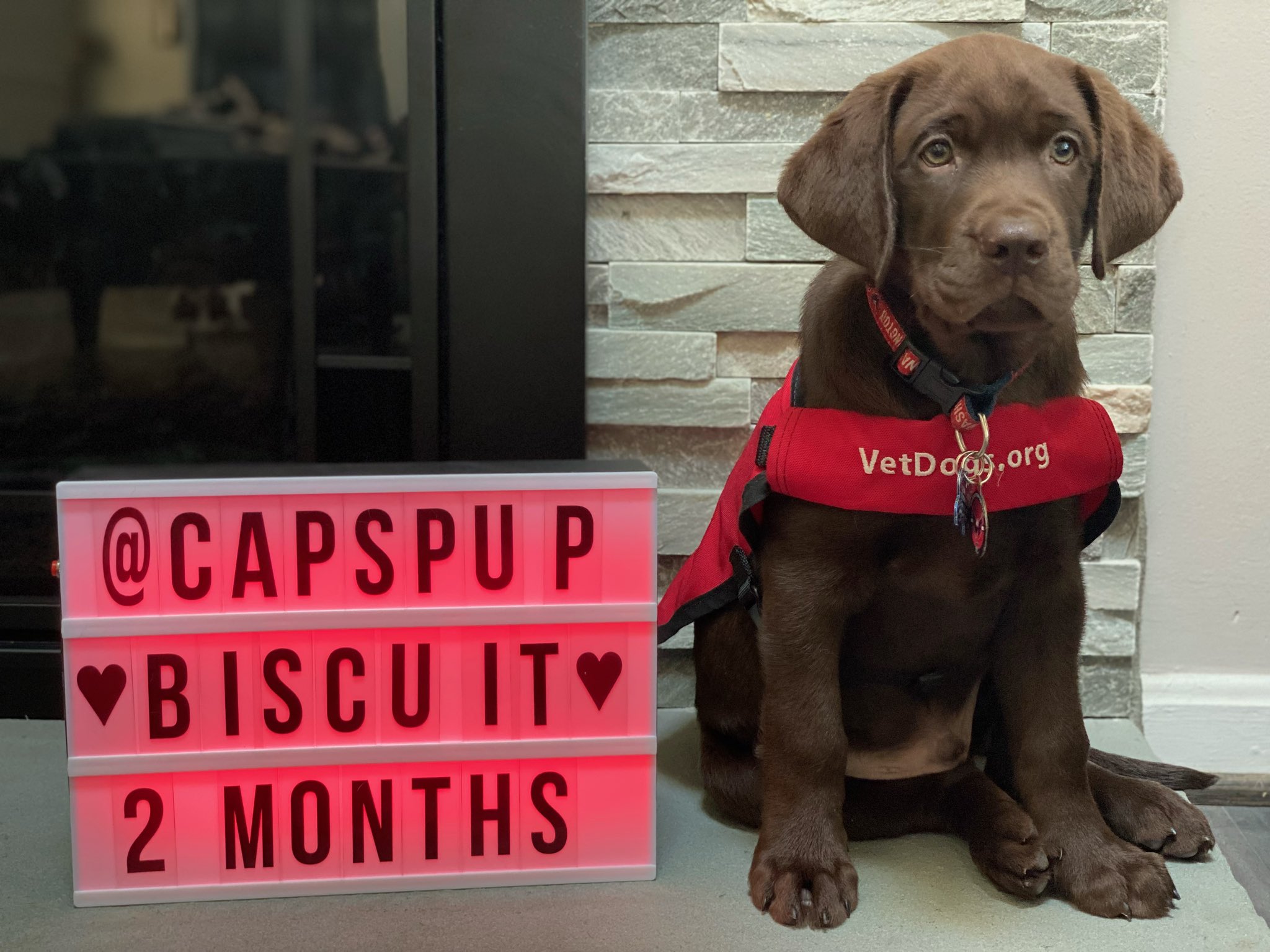 Washington top capitals dog