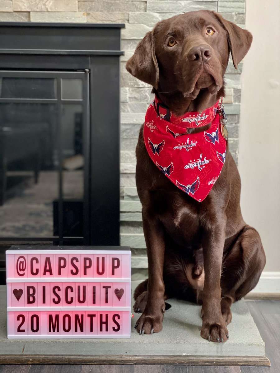 CapsPup tweet picture