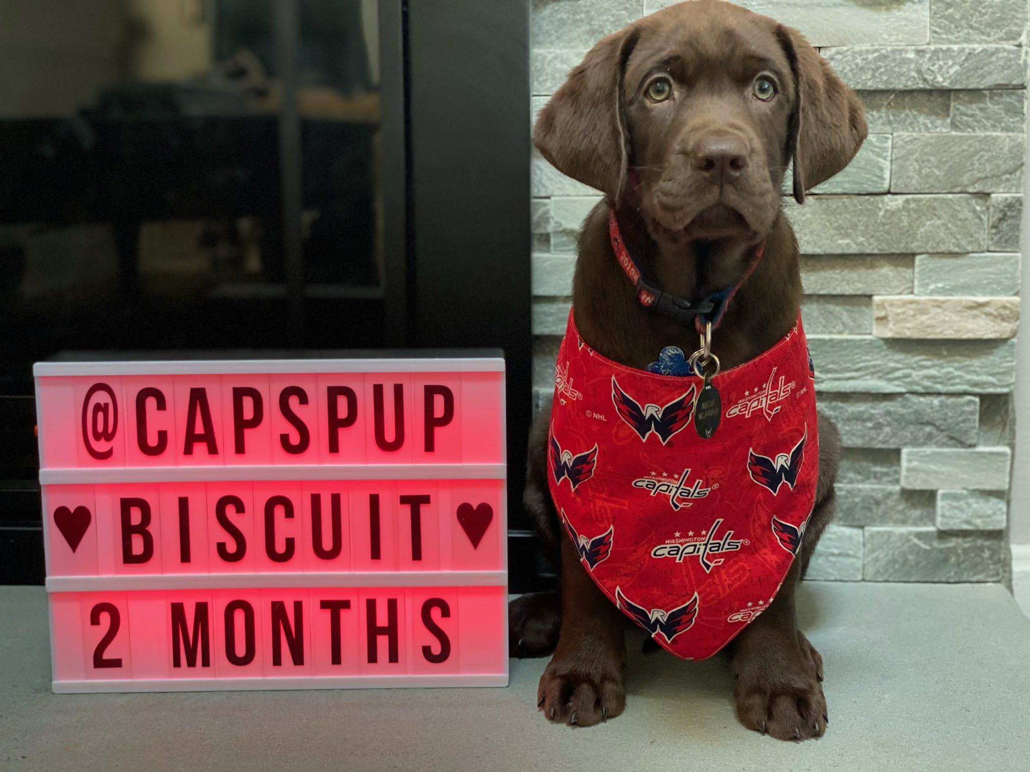 Washington capitals dog top