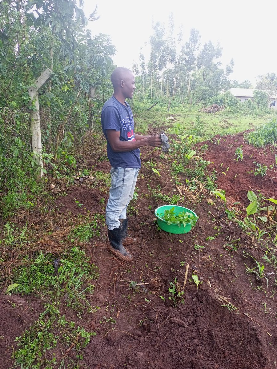AquaTreeProject's tweet image. Now that the rains are here; we are domig wat we do best; planting #trees! 
@AquaTreeProject project planting trees in Kapeeka Luwero.
#PlantATreeToday
#PlantingAMillionTrees
#SavingLakeVictoria