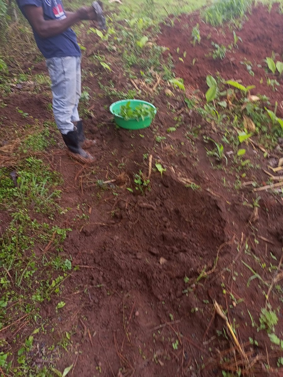 AquaTreeProject's tweet image. Now that the rains are here; we are domig wat we do best; planting #trees! 
@AquaTreeProject project planting trees in Kapeeka Luwero.
#PlantATreeToday
#PlantingAMillionTrees
#SavingLakeVictoria