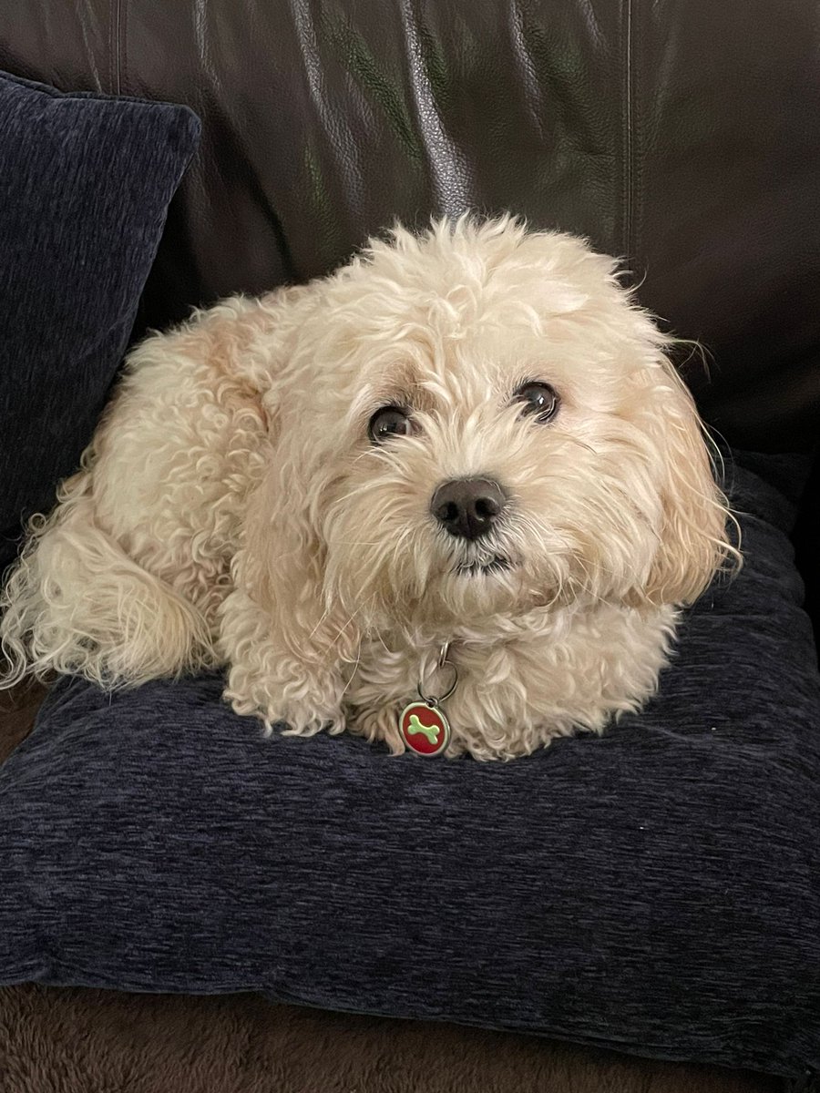 mrsclarkey10's tweet photo. @DrAmirKhanGP This is Percy and he's a scruff ball but will be all tidy on Saturday after his groom https://t.co/qL9wVgdQOC