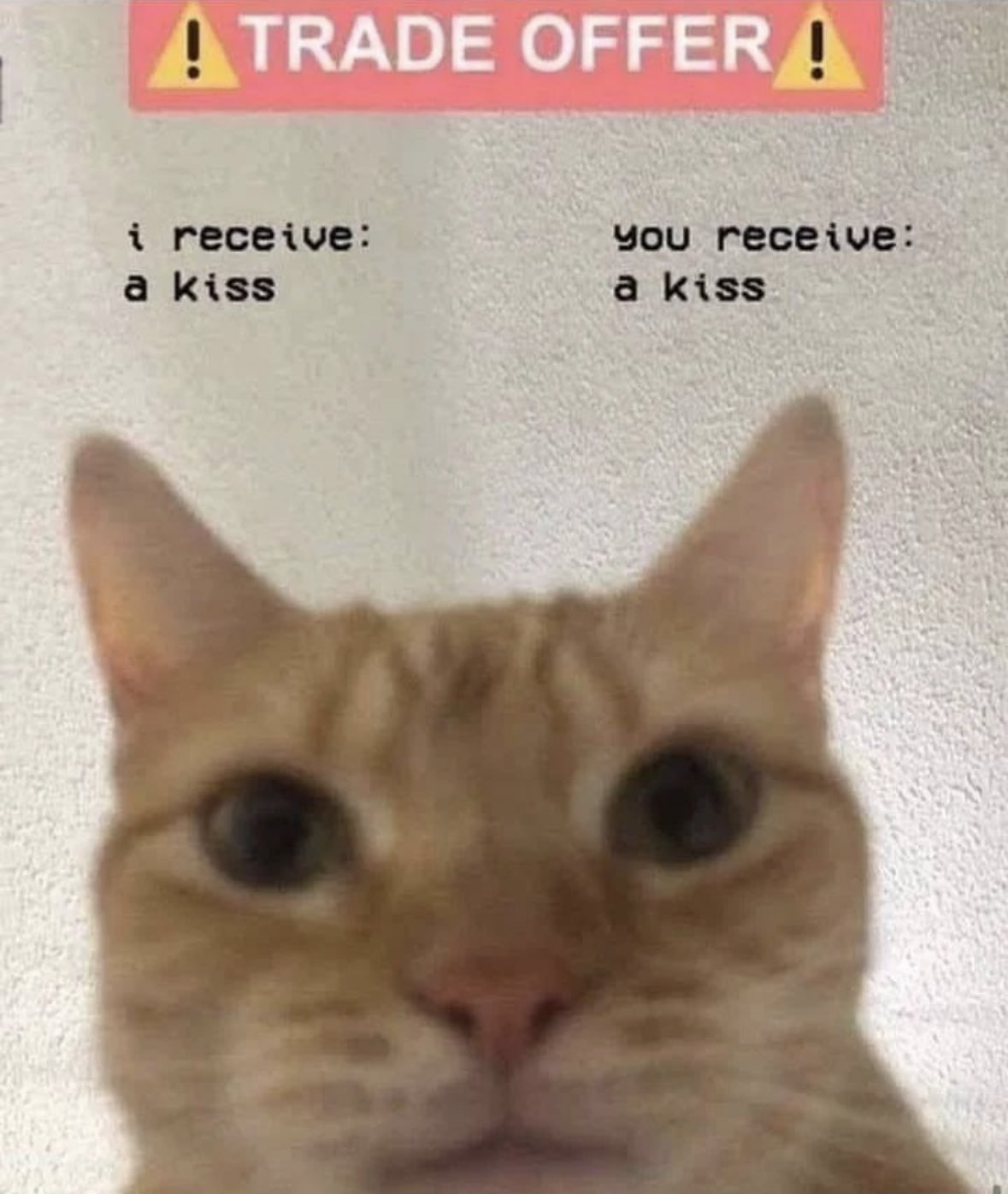 Kito on X: Cat meme tweet  / X