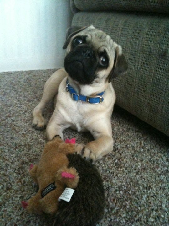 supcindy's tweet photo. @itsdougthepug https://t.co/hiJ9UoWQY2