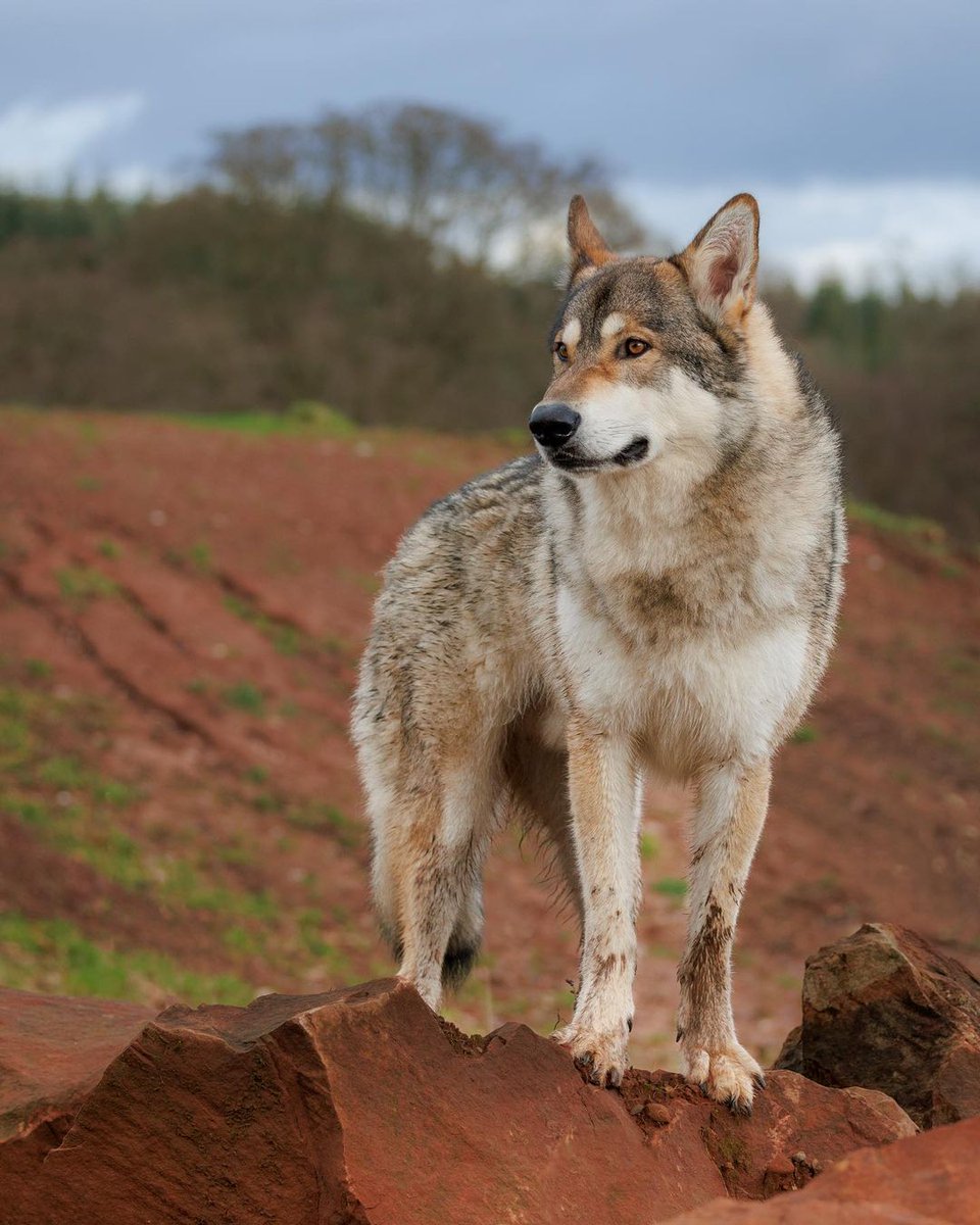 The cute wolf❤️❤️