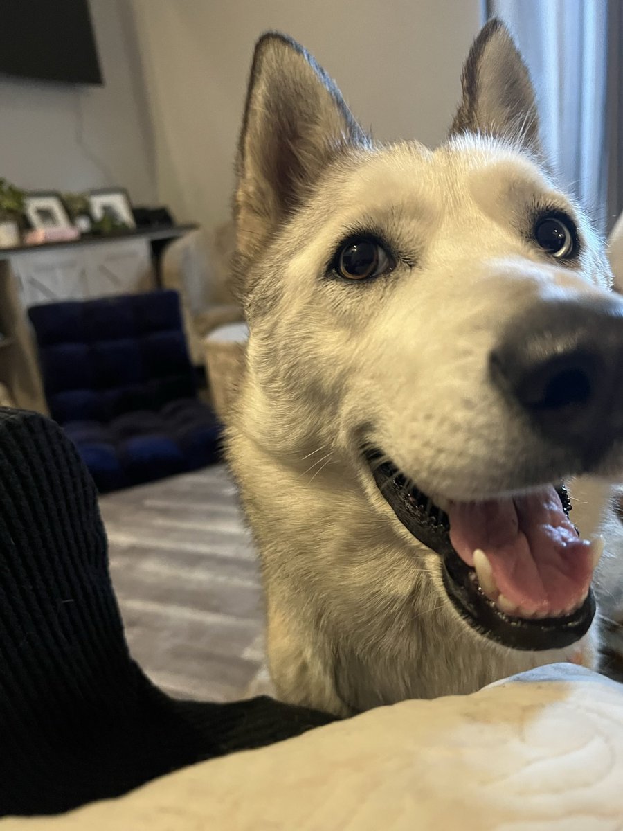 lacymcc3's tweet photo. @dog_rates https://t.co/PNd3v5n5bY