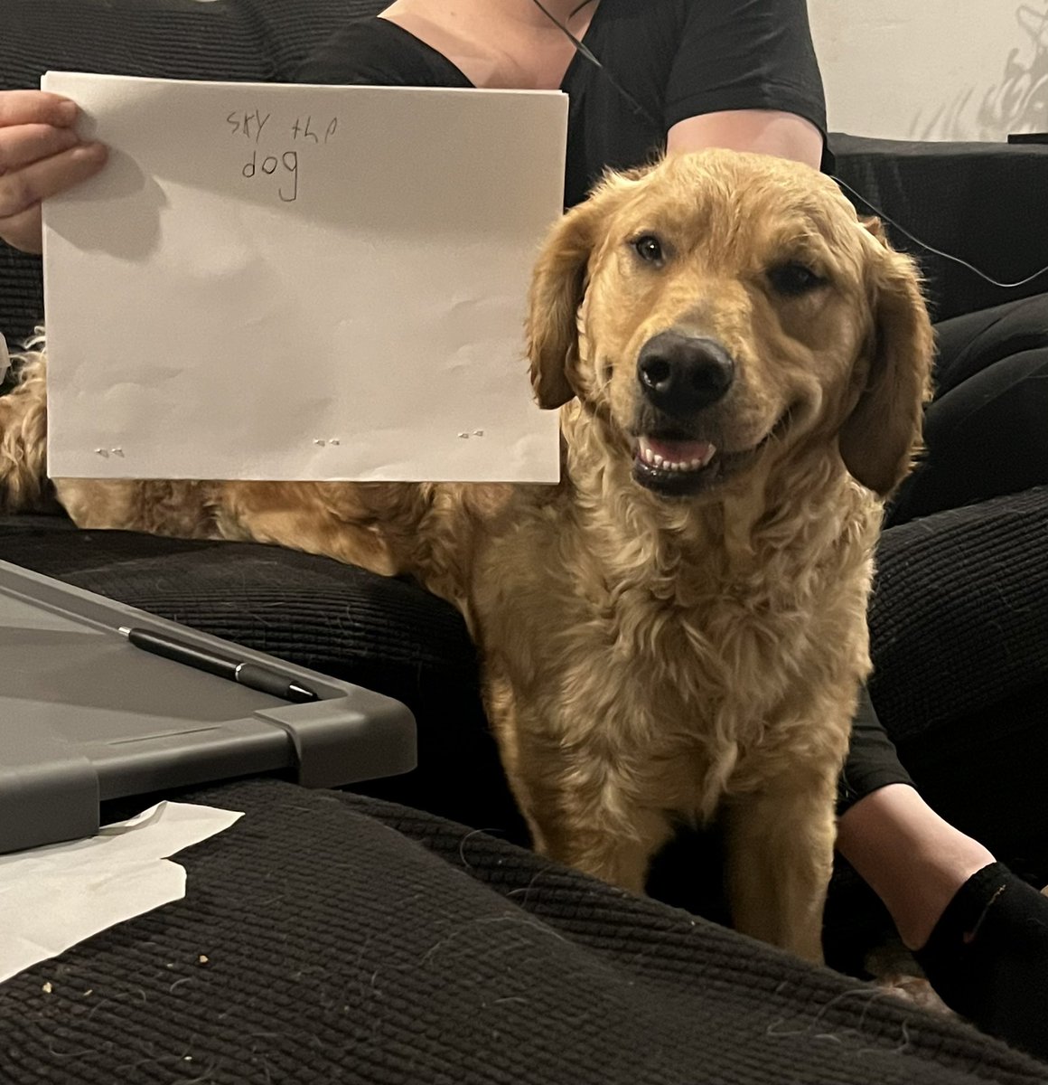 lacymcc3's tweet photo. @dog_rates https://t.co/PNd3v5n5bY