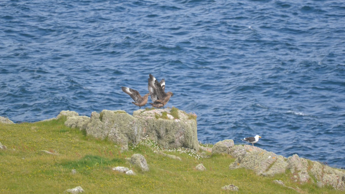 Thalie__K's tweet photo. A pair of Great Skua (Stercorarius skua) were defending their territory against another pair because of the proximity of their nest 🪹 You can see how impressive they look compared to that Great Black-backed Gull just next to it👀
#birdwatching #skua #inishtrahull #seabird https://t.co/jTUiRXSXWp