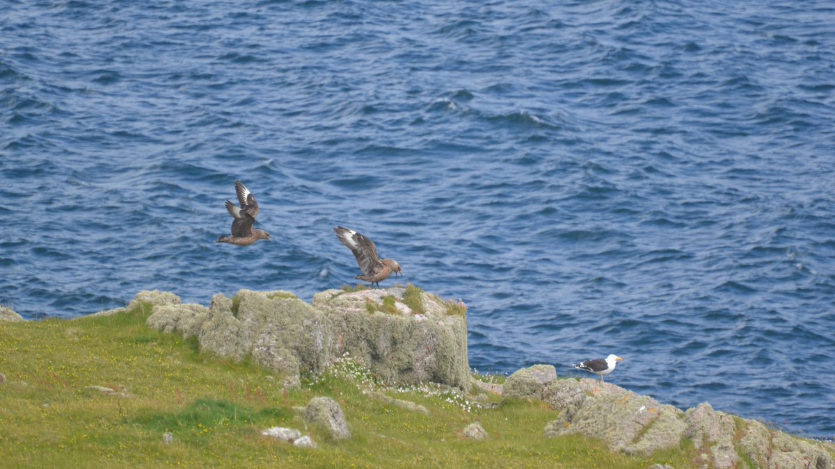Thalie__K's tweet photo. A pair of Great Skua (Stercorarius skua) were defending their territory against another pair because of the proximity of their nest 🪹 You can see how impressive they look compared to that Great Black-backed Gull just next to it👀
#birdwatching #skua #inishtrahull #seabird https://t.co/jTUiRXSXWp