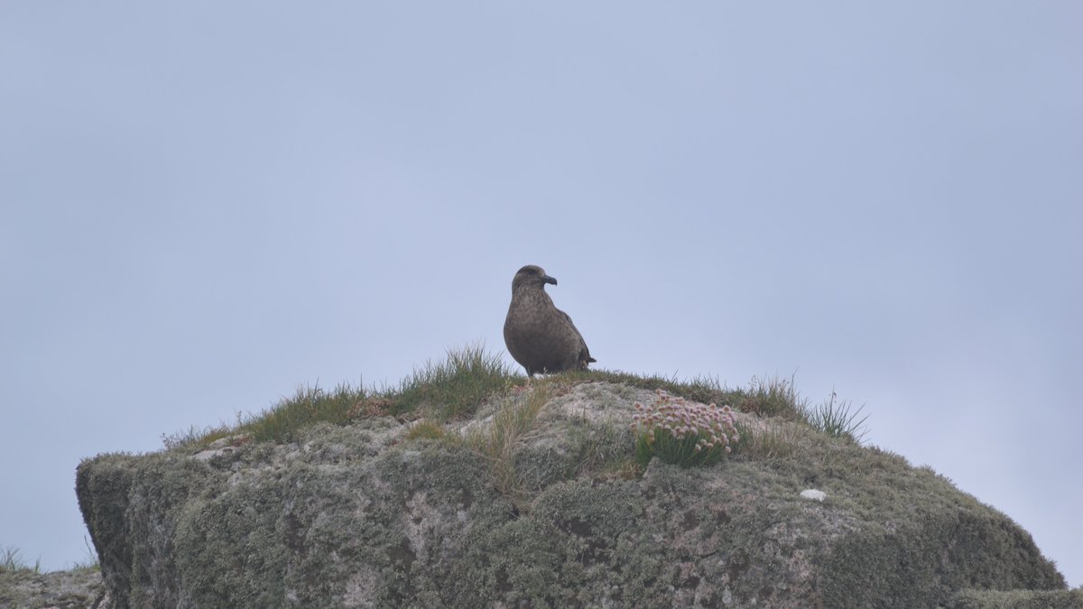 Thalie__K's tweet photo. A pair of Great Skua (Stercorarius skua) were defending their territory against another pair because of the proximity of their nest 🪹 You can see how impressive they look compared to that Great Black-backed Gull just next to it👀
#birdwatching #skua #inishtrahull #seabird https://t.co/jTUiRXSXWp