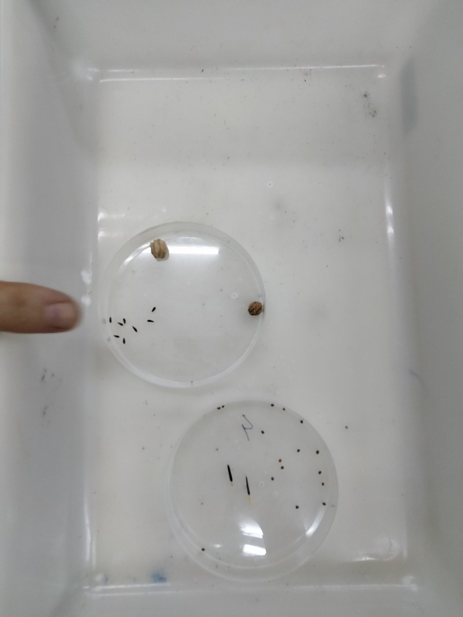 Este mes de marzo un grupo de profesores del instituto nos hemos formado con la red de huertos escolares de <a href="/MADRID/">Ayuntamiento Madrid</a>.

Hemos hecho semilleros 🥬 🌼 y plantones. También hemos aprendido sobre suelos, abonos y riego.
¡Estamos deseando poner en marcha lo aprendido con los alumnos! 💚