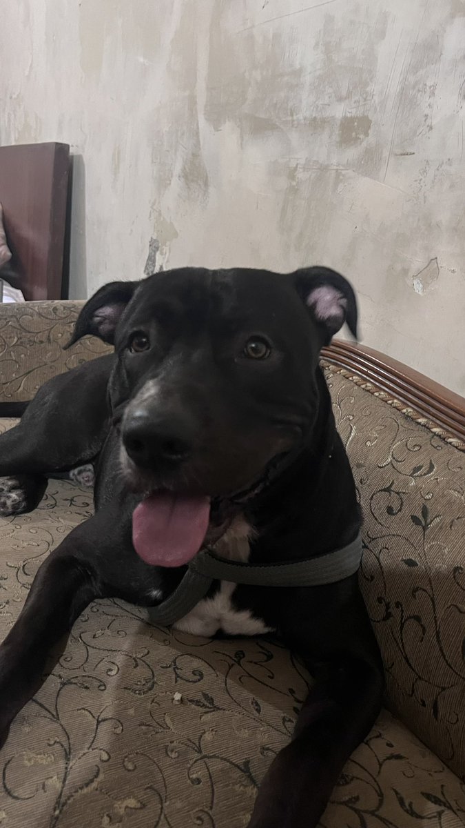 jayanti05's tweet photo. @dog_rates https://t.co/GZRKOiPL1y