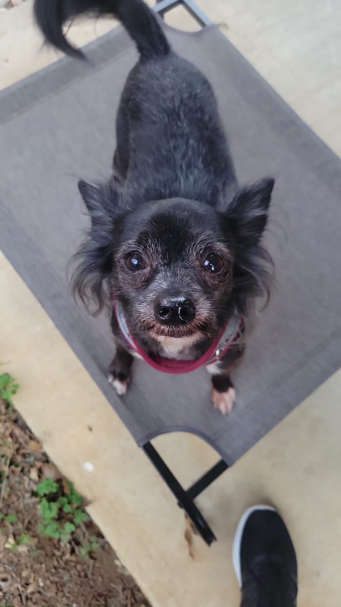 kimchibeast94's tweet photo. Alfie is my favorite @TMobile coworker #TMobilePets #NationalPuppyDay https://t.co/LQrE4QSmgy