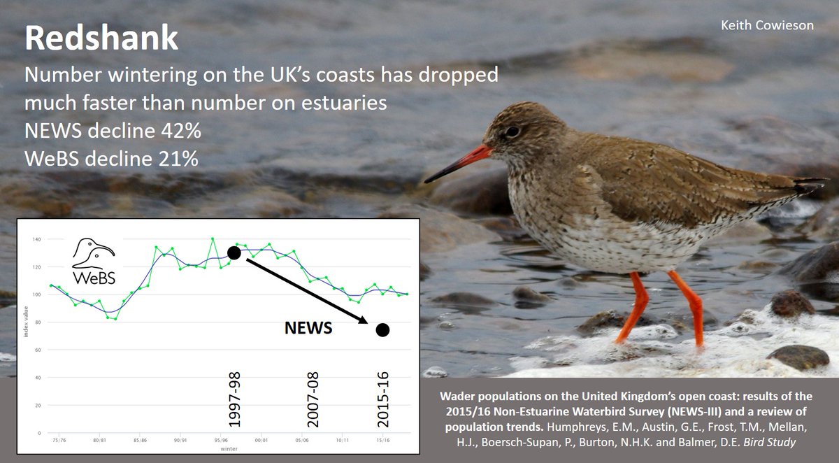 Concerns about 'not-quite-red-listed' Redshank. This blog from 23 Mar 2021 discusses population changes for coastal #waders: wadertales.wordpress.com/2021/03/23/wad… NEWS = Non-estuarine Waterbird Survey (@_BTO) #shorebirds #ornithology
