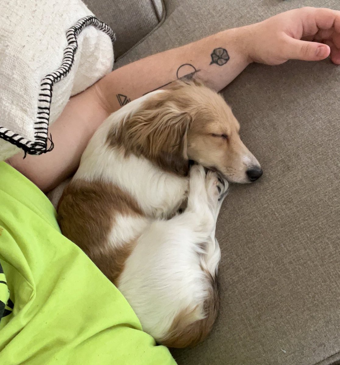 sugarbearminick's tweet photo. @dog_rates Almost 6 months old and weighing in at a hefty 9.8 pounds I present:
Chip #NationalPuppyDay https://t.co/2d60yhICa1