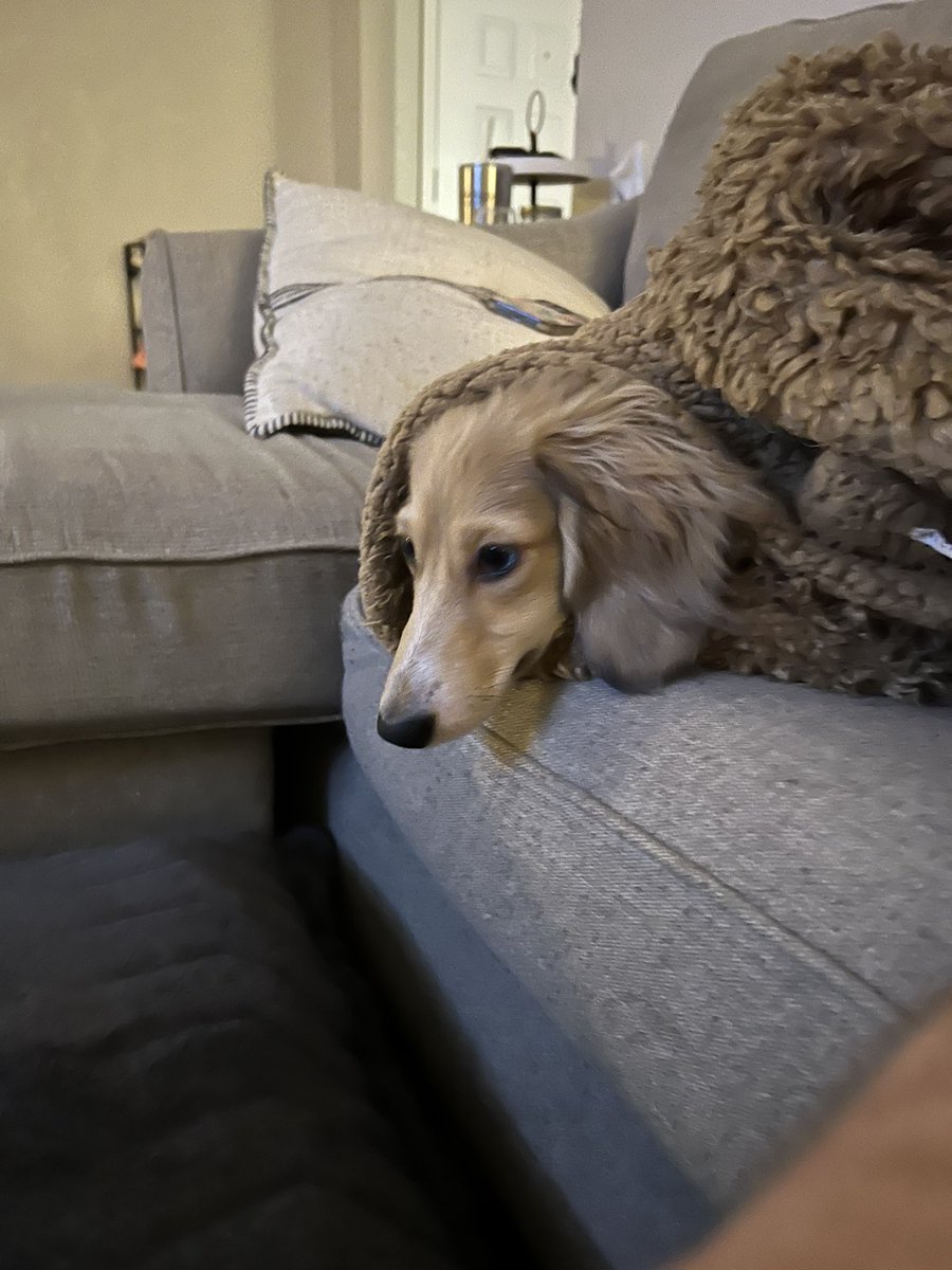 sugarbearminick's tweet photo. @dog_rates Almost 6 months old and weighing in at a hefty 9.8 pounds I present:
Chip #NationalPuppyDay https://t.co/2d60yhICa1