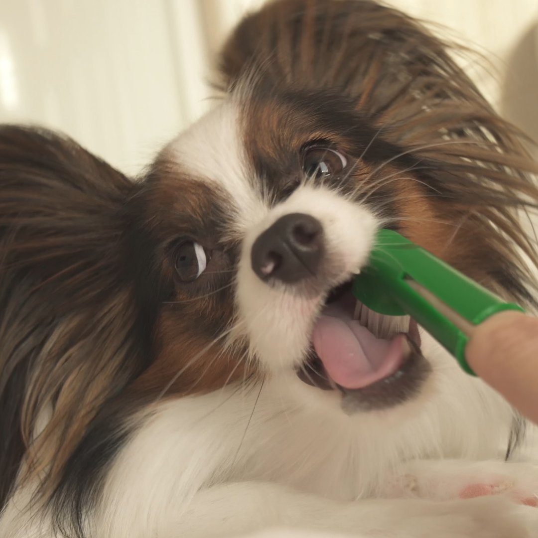 opalescence's tweet photo. Happy Puppy Day! Where would we be without our fur best friends. 🐾 https://t.co/tXzyJTHZUU