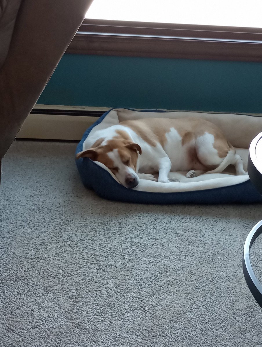 AuthorAshNight's tweet photo. @dog_rates https://t.co/xj9jZwFI5q