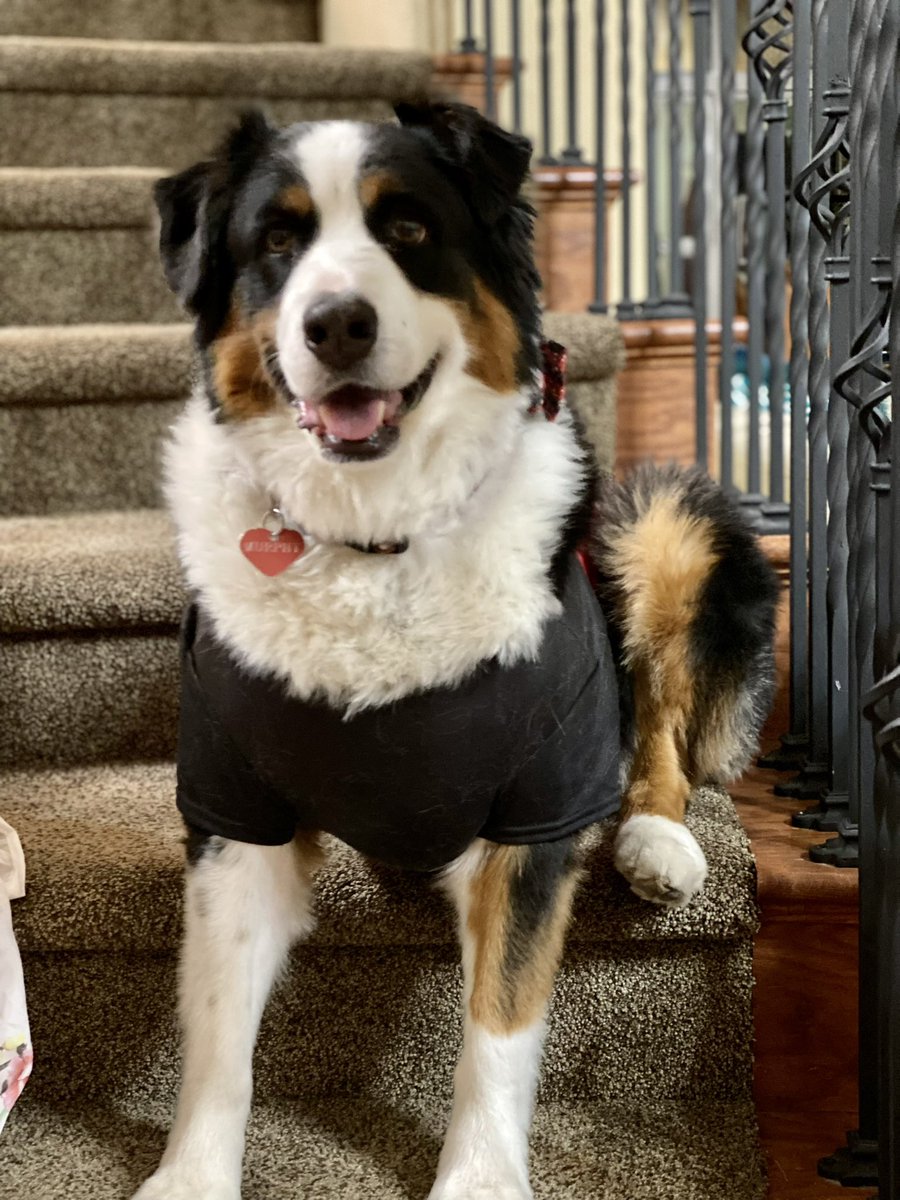 rupal_nigam's tweet photo. @dog_rates https://t.co/9UXGubVewt