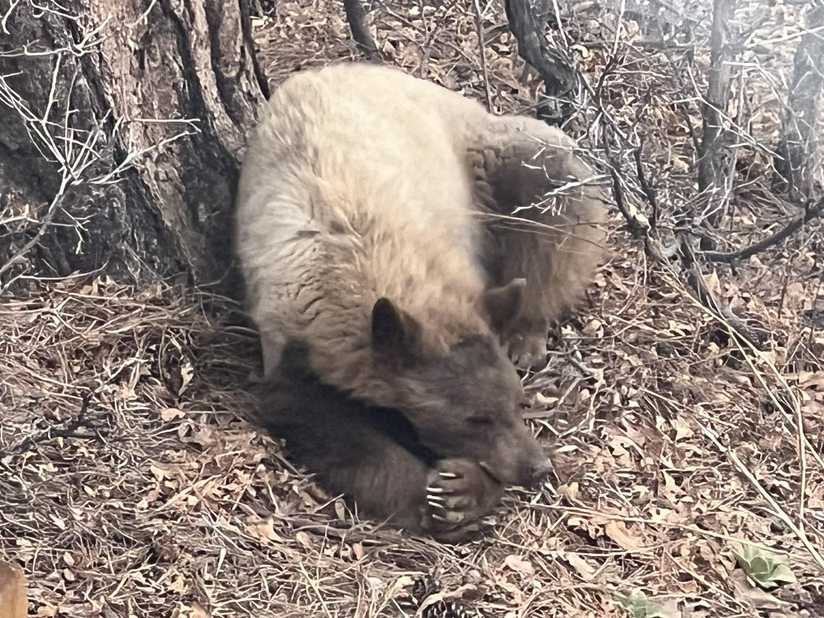 #BackyardBear