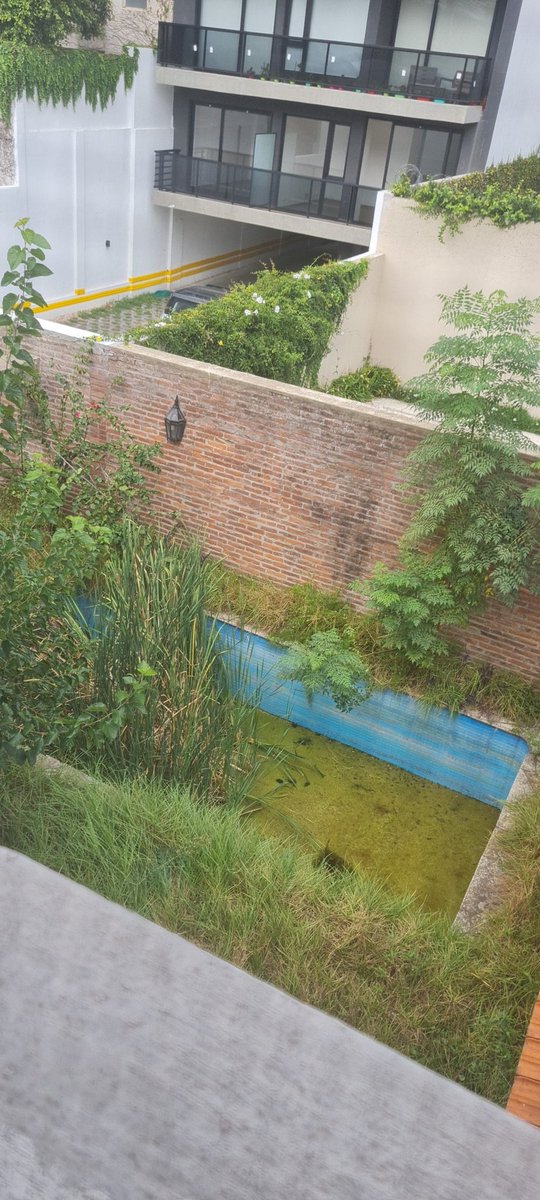 CaRiTuZZZRC's tweet photo. @BA147 Una vecina tiene la pileta podrida hace años, la cantidad de mosquitos es alarmante. Los vecinos estamos preocupados e hicimos la denuncia, la reforzamos. Limpiaron la pileta en 2019, pero volvió a tener agua y pudrirse. https://t.co/1C0o2BXsni