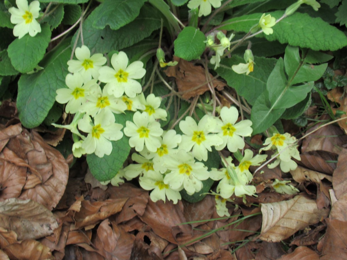 CoastCountryNw's tweet photo. Spring has Sprung 

Lovely walk today at lunchtime. 

#walx #walxclub #makingwalkingwork #health #fitness #nwuk #walking #mentalhealth #nordicwalking #walxcoastandcountry #winterwalks #makingfriends #sussex #wellness #yoga #tbw https://t.co/lF4NjyOwq7
