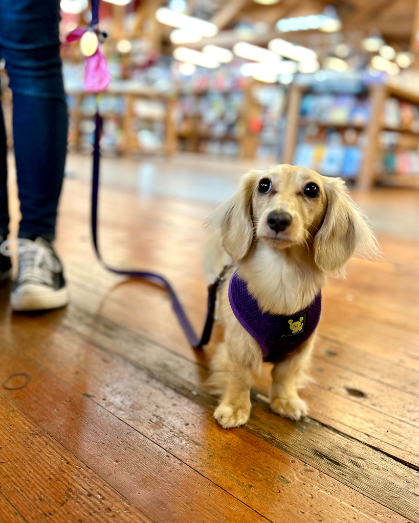 ElliottBayBooks's tweet photo. Introducing Pica, who is not Sticky  - see last week's #DogsOfEBBCO post if you are unacquainted with #StickyBaby - but is definitely giving Sticky-Grown-And-Silky energy. 

#DogsOfEBBCO #OmgHerSlightlyLessTinyLegs https://t.co/nYmhiDqru4