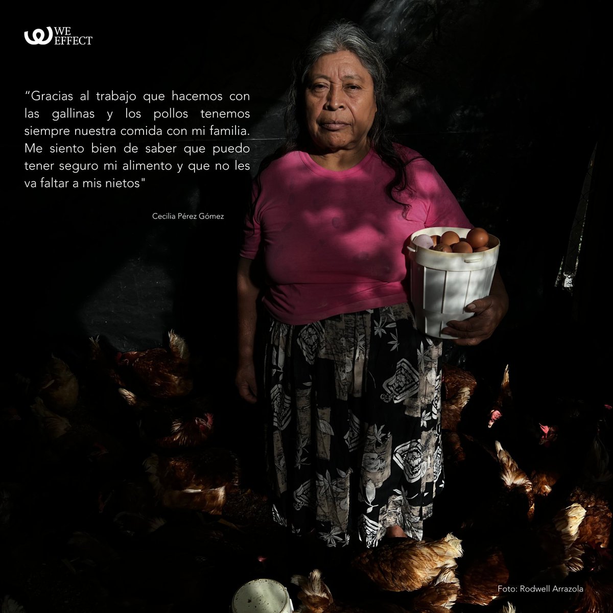 WeEffectLA's tweet photo. #HistoriaDeVida 🇬🇹🤝🇸🇪
💜#WeEffect a través de nuestra organización socia FICCI RL en #Guatemala continúa trabajando en acciones integrales por el derecho humano a la alimentación.
Lee la historia de Cecilia Pérez👇🏼
https://t.co/n0jsTYZ9Bj
@UEGuatemala
@SwedeninGT
@weeffect https://t.co/5GFgCyFusq