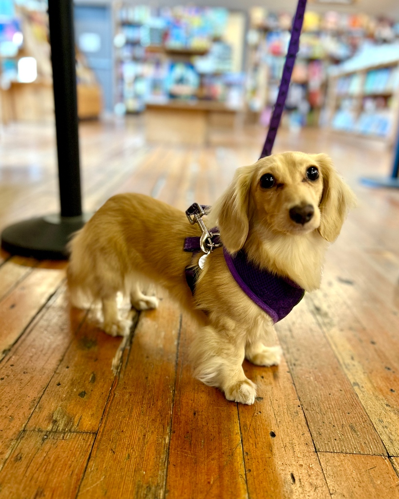 ElliottBayBooks's tweet photo. Introducing Pica, who is not Sticky  - see last week's #DogsOfEBBCO post if you are unacquainted with #StickyBaby - but is definitely giving Sticky-Grown-And-Silky energy. 

#DogsOfEBBCO #OmgHerSlightlyLessTinyLegs https://t.co/nYmhiDqru4