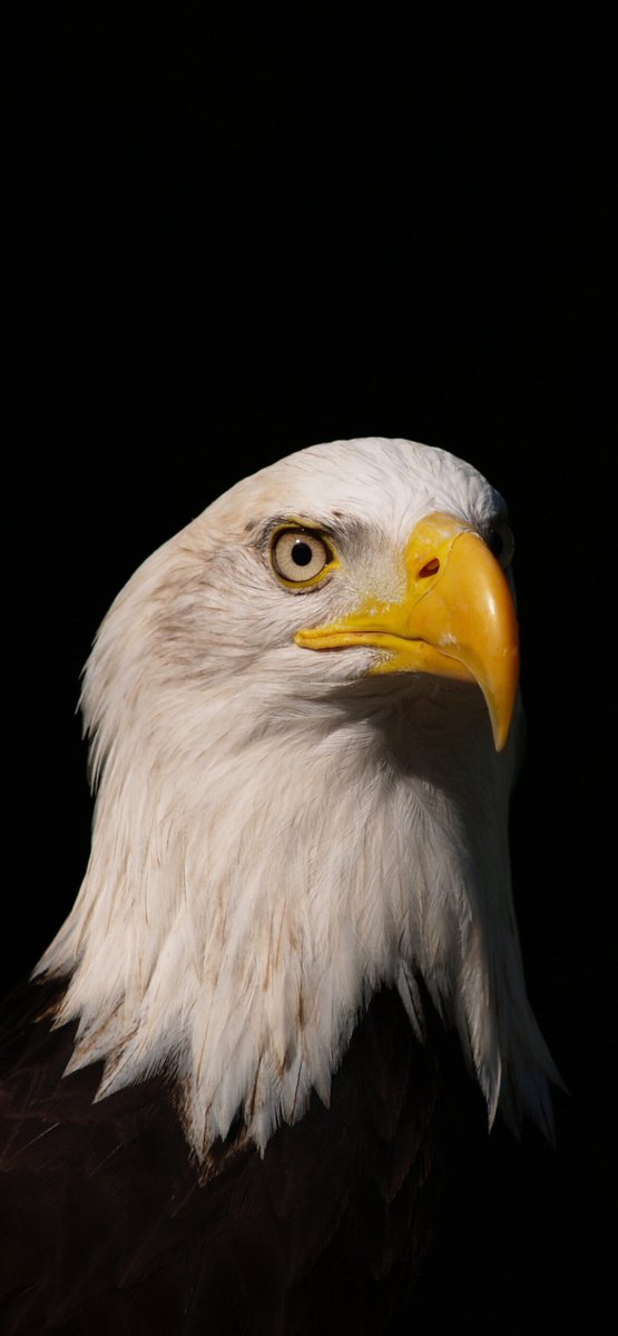 iPhone Wallpaper Eagle - Eagle - Download in HD ==> 3wallpapers.fr/2023/03/23/eag…