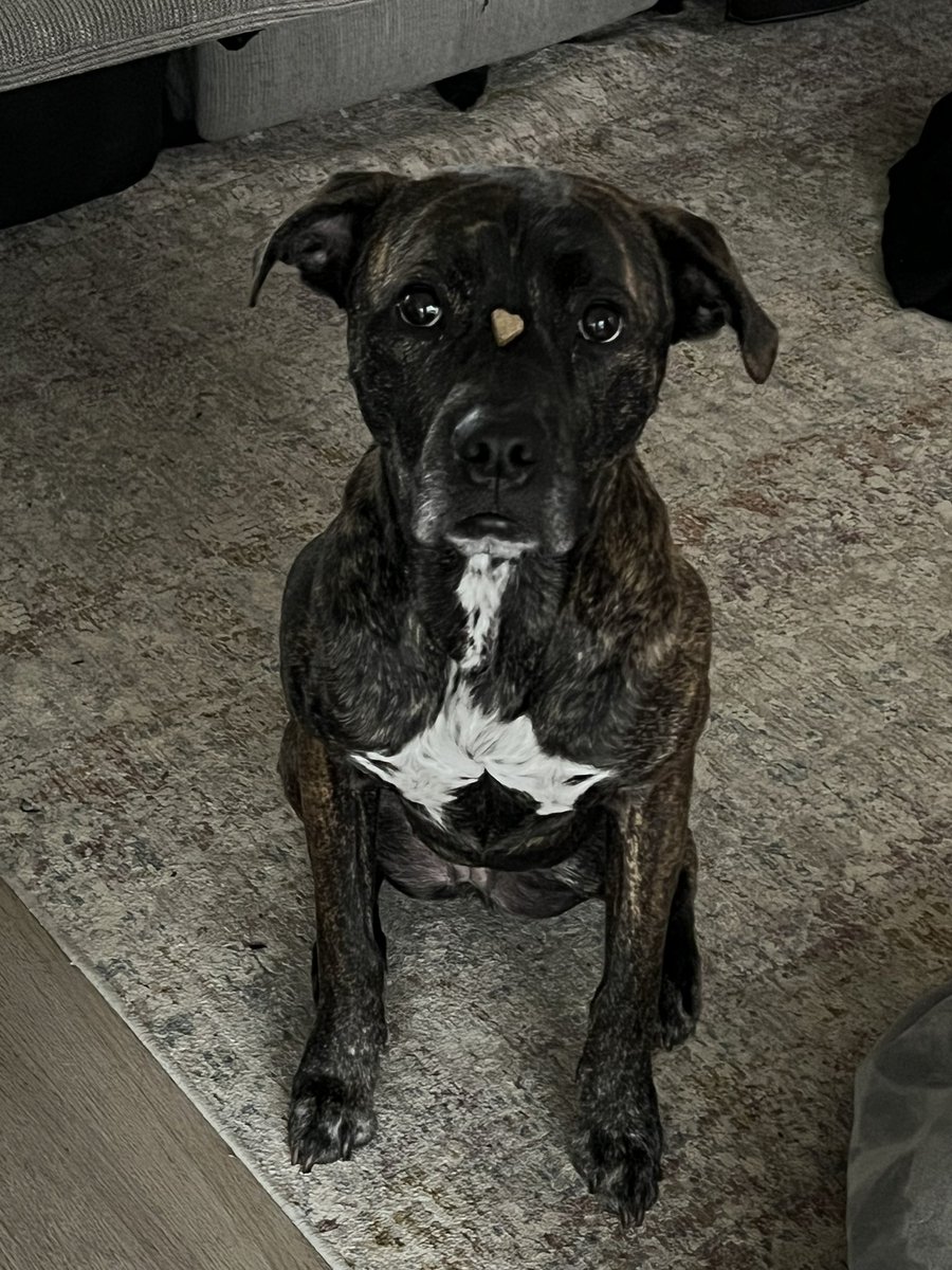 Kenzie_LM's tweet photo. @dog_rates She waiting for her treat https://t.co/Kch30NJ57p