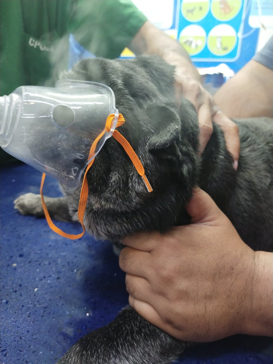 Tom aka Meethu tweet media