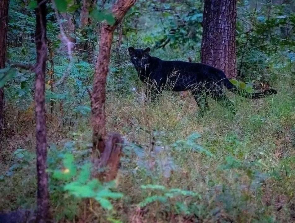 11 mth female melanistic leopard/black panther rarely found in India. Uniquely its rosettes are visible. She's a survivor despite her mother's accidental death when 9 mths old. Extremely lucky to see her up close
Photographer 📸 @indian_wildlifes