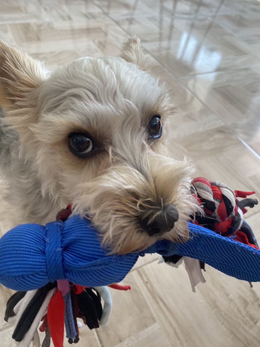 tobstertobs's tweet photo. why play with one toy when you can play with two? https://t.co/PFdm8IXvaK