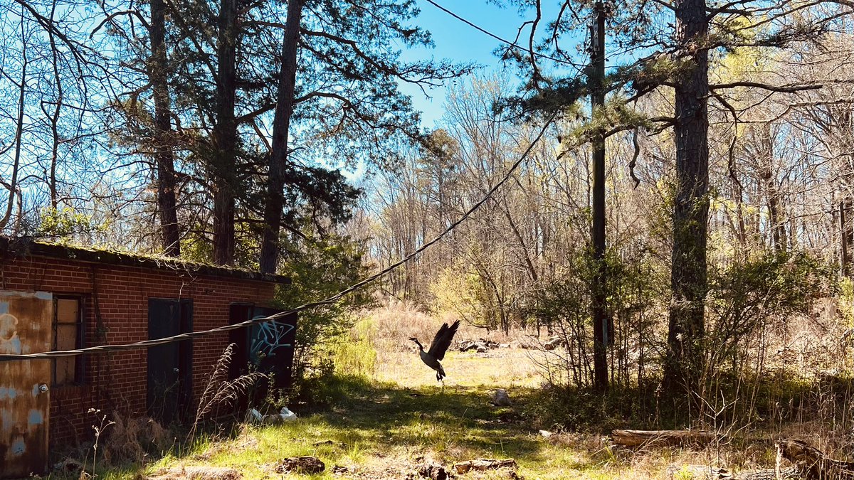 SQLJana's tweet image. Off the beaten path w/@sobrietytesting on our bike ride, in an abandoned building, we found a pair of geese nesting!
Waited for him to let us pass through for uncovering more mystery.