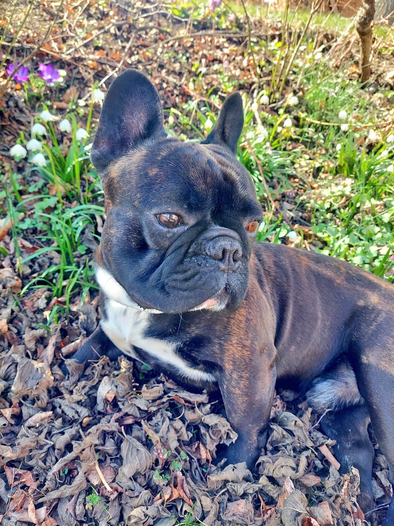 did find some spring floofs today, gonna live my life like them: wild and beautiful 🌼 #frenchbulldog #dogsoftwitter #thursdaymorning #ThursdayVibes #floofsforyou