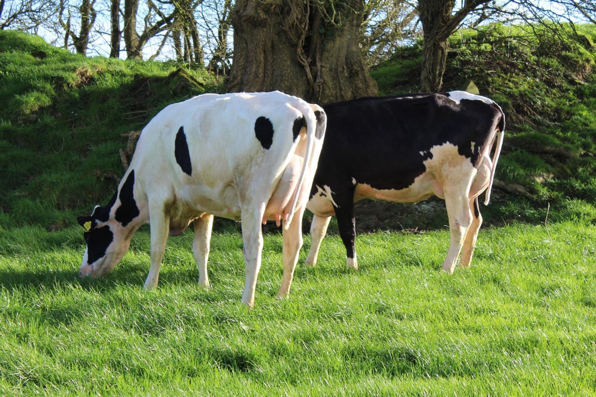 JasonHelen96's tweet photo. Our entries for the CHFC heifer sale in Corrin Mart tomorrow 24th March
Lot 56 - White heifer 32L
Lot 57 - Black heifer 30L
**Export Tested**
@CorkMarts https://t.co/nRFpILPkNE