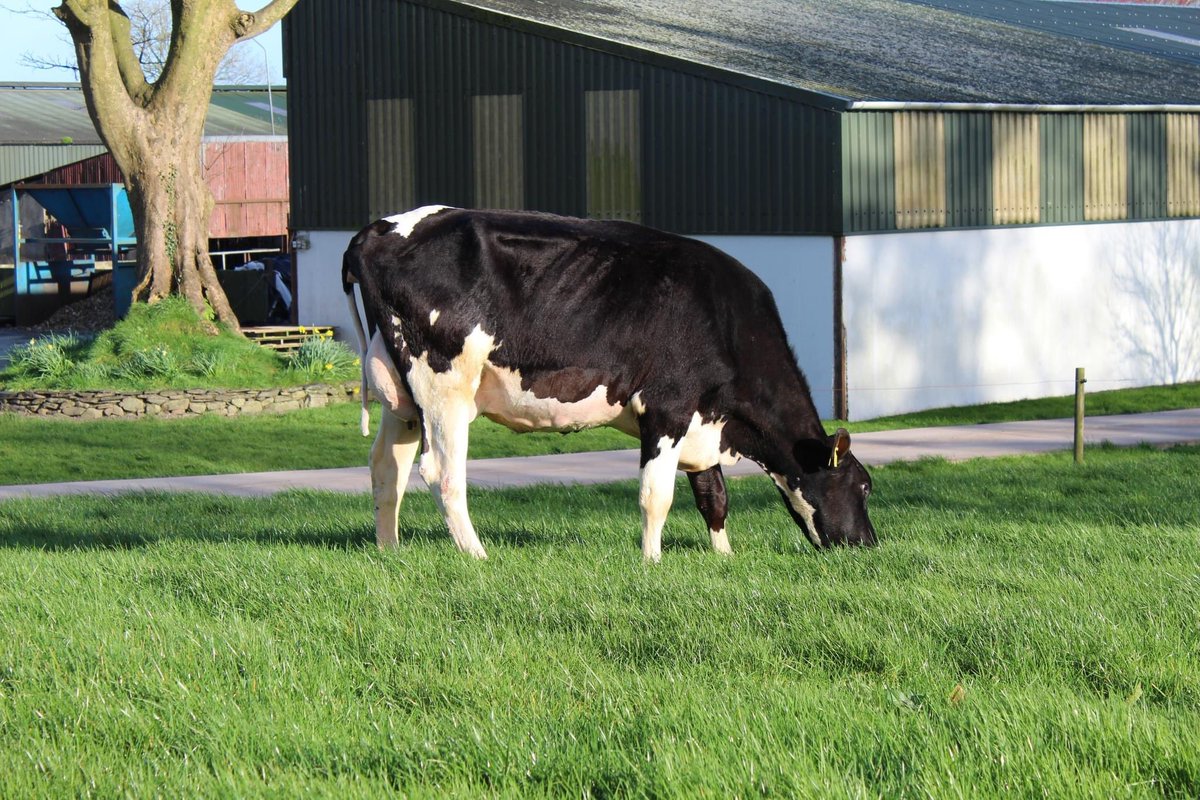 JasonHelen96's tweet photo. Our entries for the CHFC heifer sale in Corrin Mart tomorrow 24th March
Lot 56 - White heifer 32L
Lot 57 - Black heifer 30L
**Export Tested**
@CorkMarts https://t.co/nRFpILPkNE