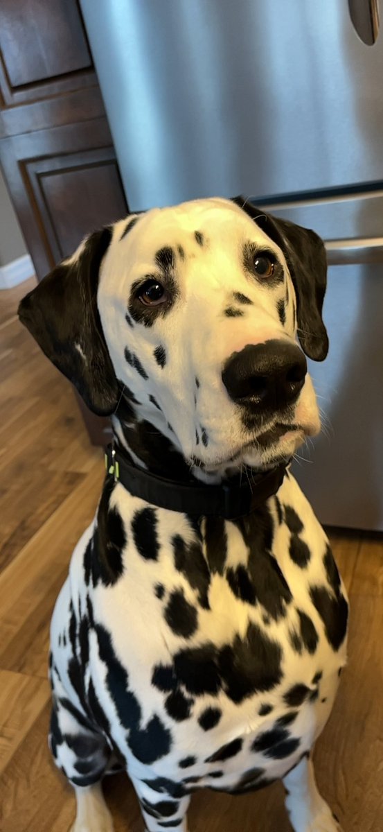 blawlor19's tweet photo. @dog_rates Louie https://t.co/TMGELEmPtx