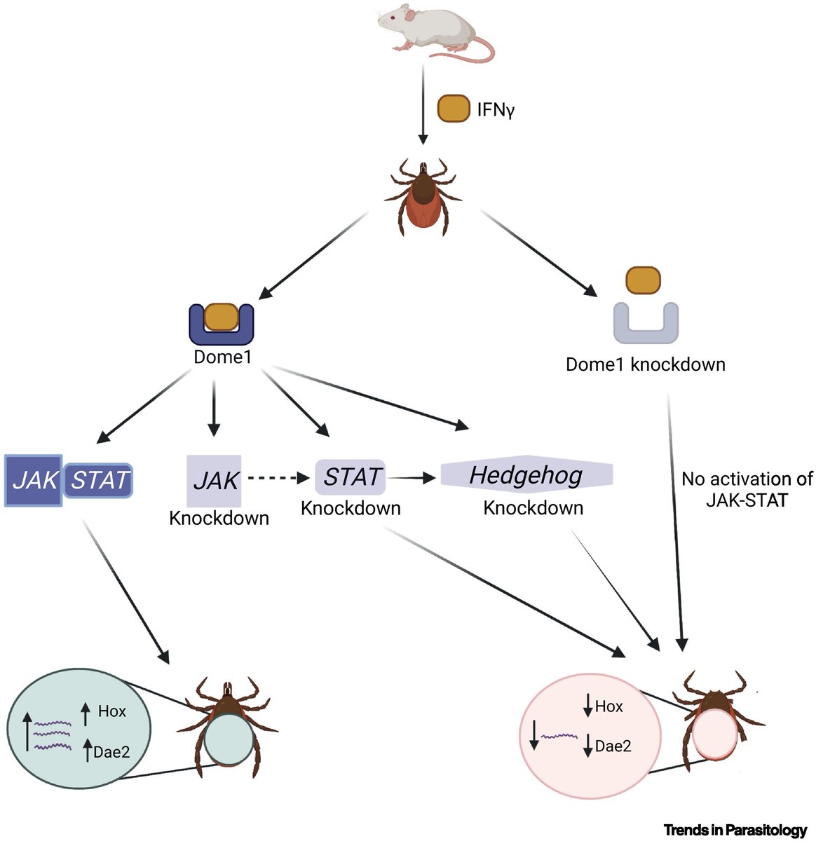 TrendsParasitol's tweet image. Drs @Ebohon_1 Brittany Hart &amp;amp; Brandon Jutras highlight @PalLabUMD &amp;amp; colleagues’ @ScienceMagazine paper on Dome1–JAK–STAT signaling between #tick and mammalian host. @vtbiochem @FralinLifeSci @virginia_tech @VaMdVetMed

authors.elsevier.com/a/1gnlp5Eb1xFU…