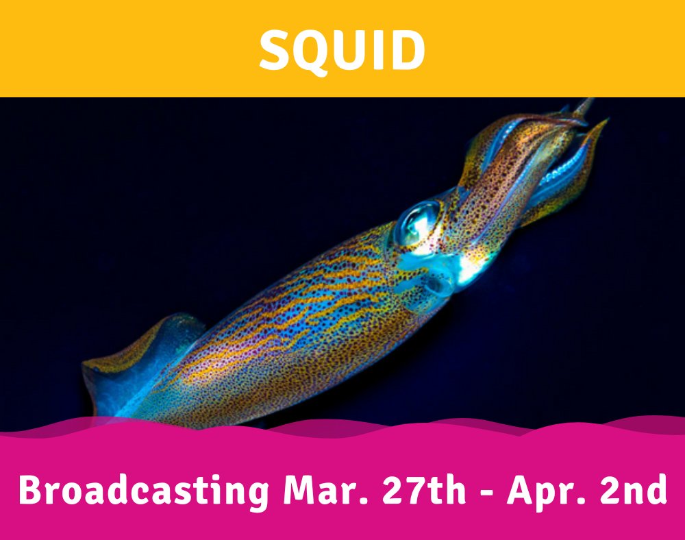The Children's Hour - Kids Public Radio (@tchradio) on Twitter photo Colorful, mysterious, delicious squid are among the most ancient and diverse creatures in the world. We learn all about them with <a href="/SkypeScientist/">Skype A Scientist</a>, Dr. Sarah McAnulty.
#TheChildrensHour #ChildrensPodcast #LearnWithUs #KidsPublicRadio #Education #Squid Colorful, mysterious, delicious squid are among the most ancient and diverse creatures in the world. We learn all about them with <a href="/SkypeScientist/">Skype A Scientist</a>, Dr. Sarah McAnulty.
#TheChildrensHour #ChildrensPodcast #LearnWithUs #KidsPublicRadio #Education #Squid