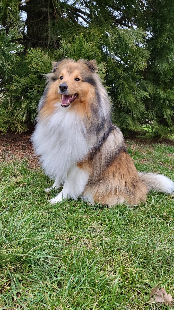 Maxi_Charlotte's tweet photo. @dog_rates A floof named Cayde. https://t.co/xbkoZ1cdR6