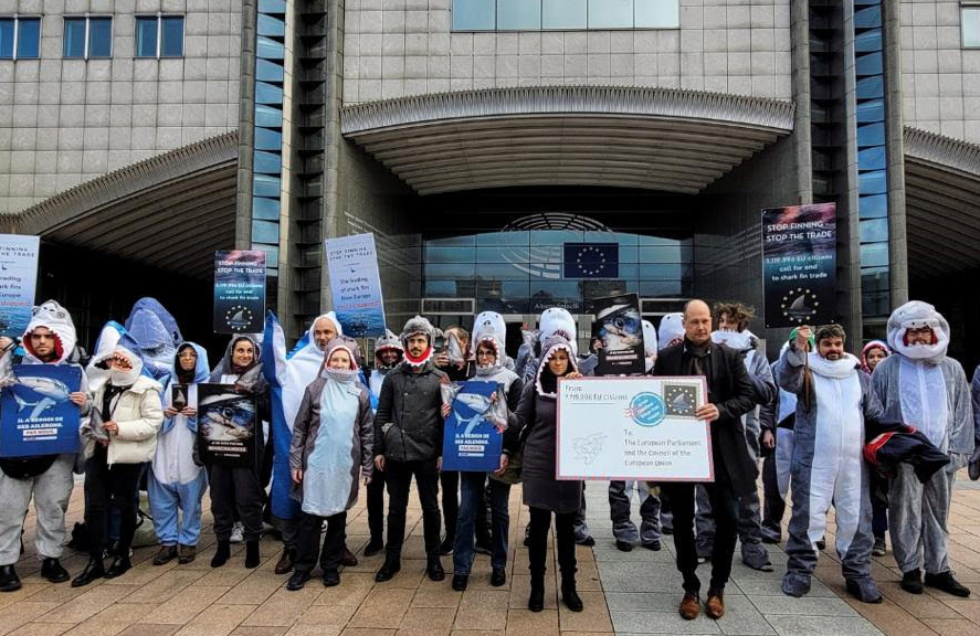 Shark_Guardian's tweet photo. The EU is a main shark fishing culprit, exporting around 2,000 tonnes of #shark fins per year to China. To protect 🦈 populations Europe must 🛑 the #shark fin trade!
https://t.co/43GMLwrfTa
@VSinkevicius @VeraJourova @EU_Commission @Europarl_EN @StopFinningEU 
#BanSHarkFinTrade https://t.co/ktaLwIFzpY