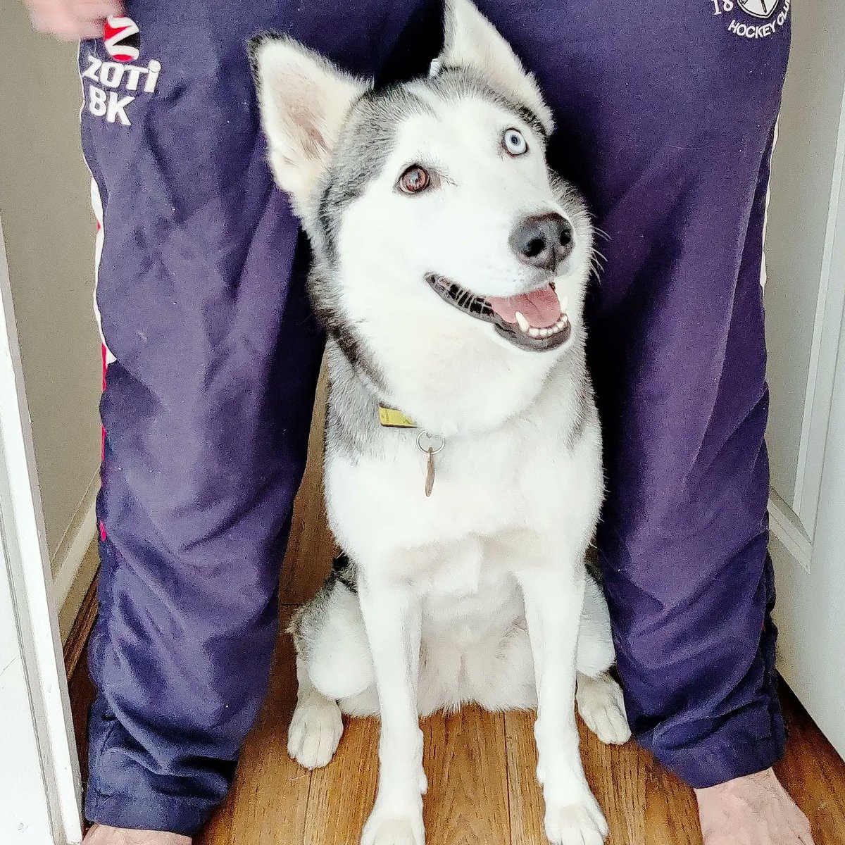AlexaCMoore's tweet photo. @dog_rates Little Luna https://t.co/k8xwTdkFck